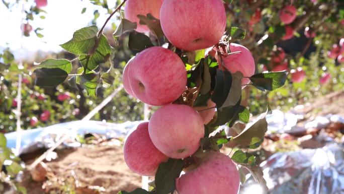 农业-苹果树-大苹果-实拍视频