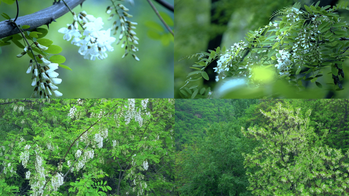 槐花洋槐花槐林航拍