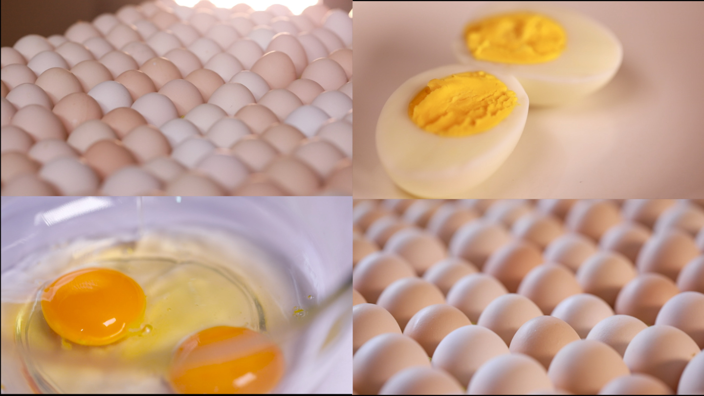 土鸡蛋、蛋鸡场