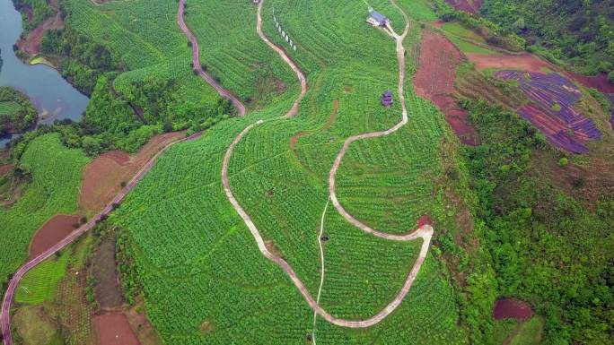 航拍蓝莓种植园