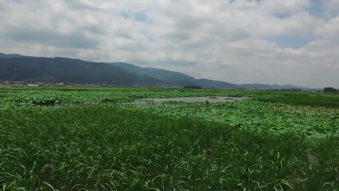 果树果实和天然牧场