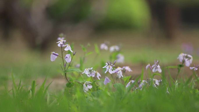 桃花