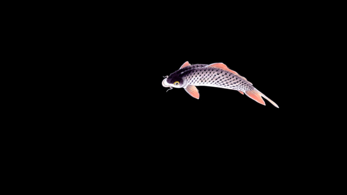 中国风水墨鲤鱼跳跃透明通道视频素材