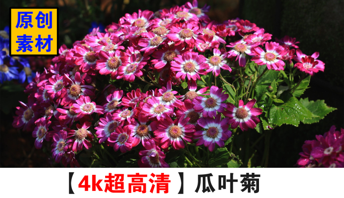 4K瓜叶菊