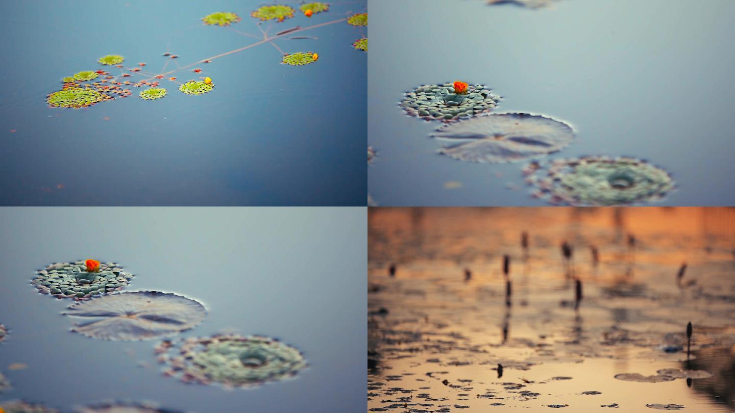 水生植物视频水面上睡莲浮萍