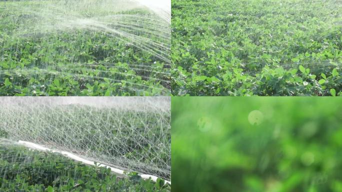 花生节水灌溉