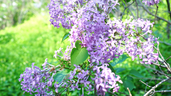 4K紫丁香丁香花