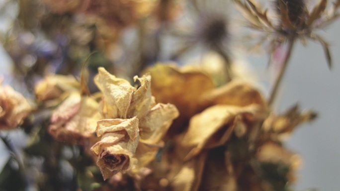 4k干花枯萎的花花朵凋谢的花、可商用