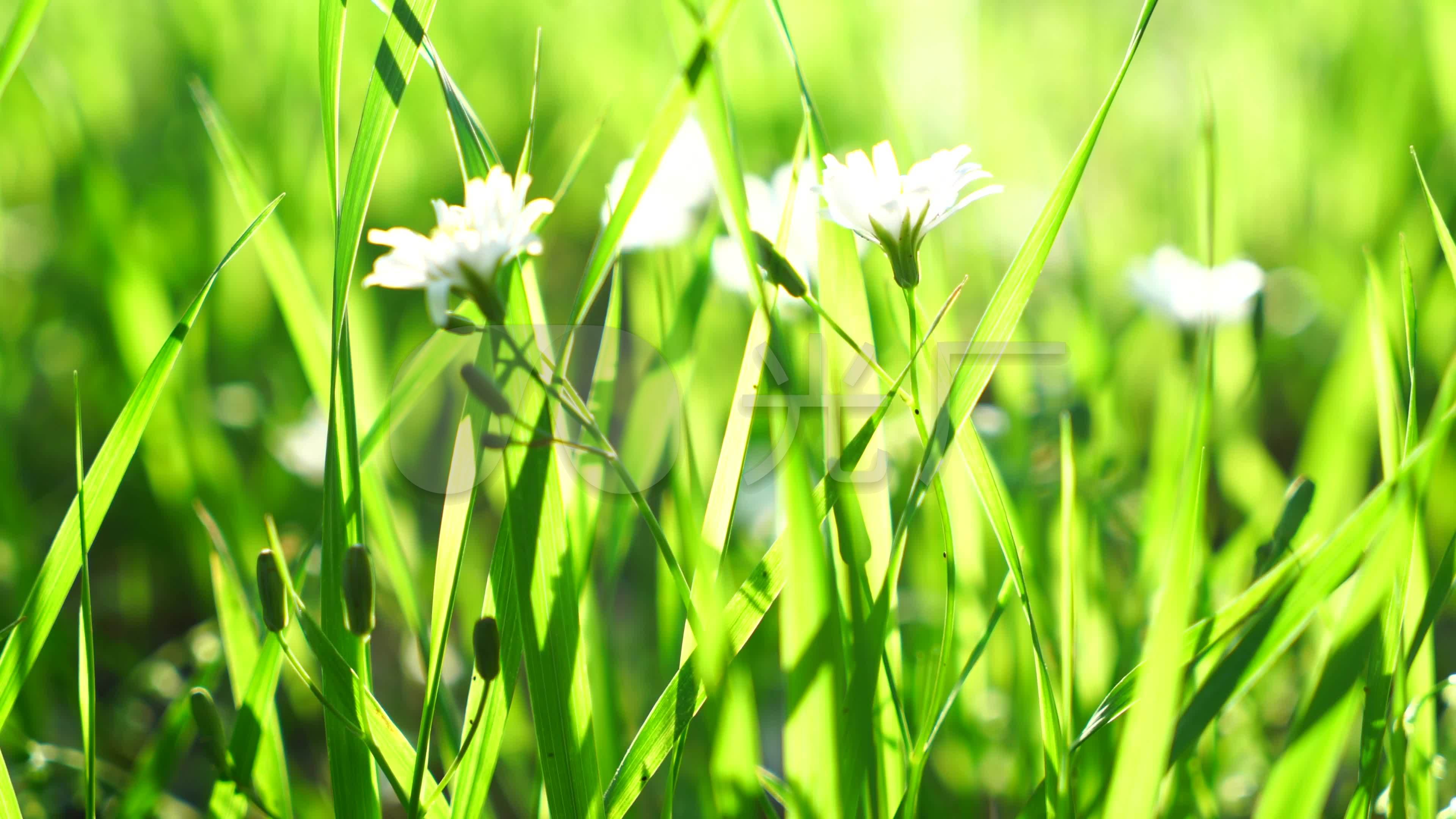 绿色，新鲜，植物新芽，阳光，特写镜头预览 | 10wallpaper.com