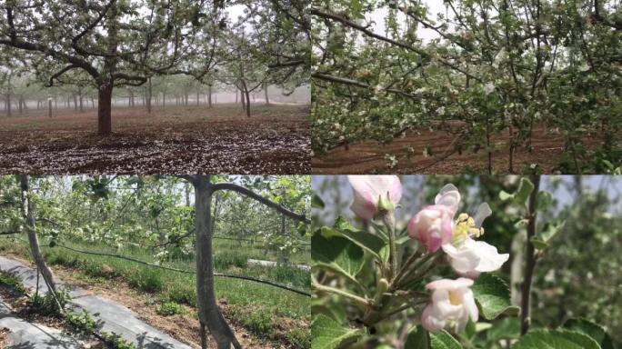 苹果园苹果花梳花