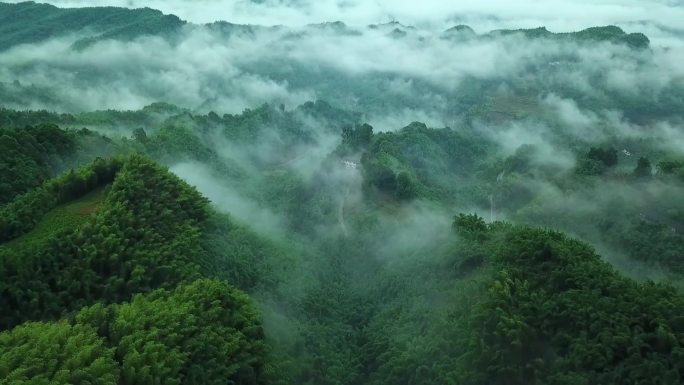 雨后深林