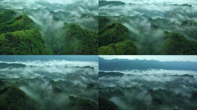 雨后深林