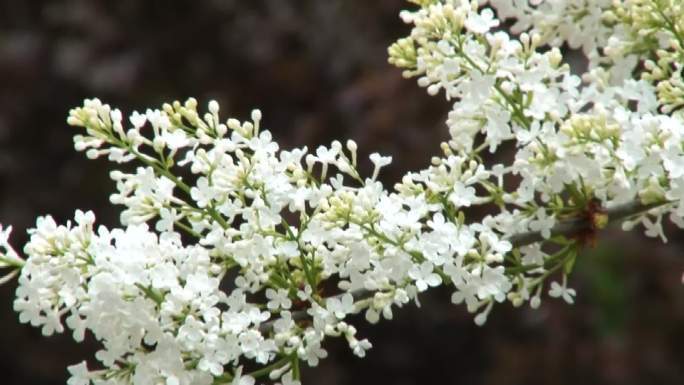 丁香花02