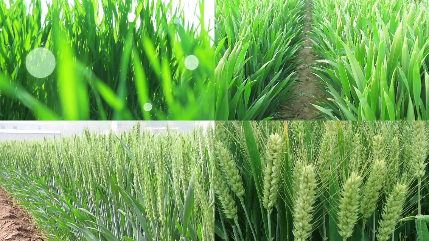 小麦从苗期到成熟全过程