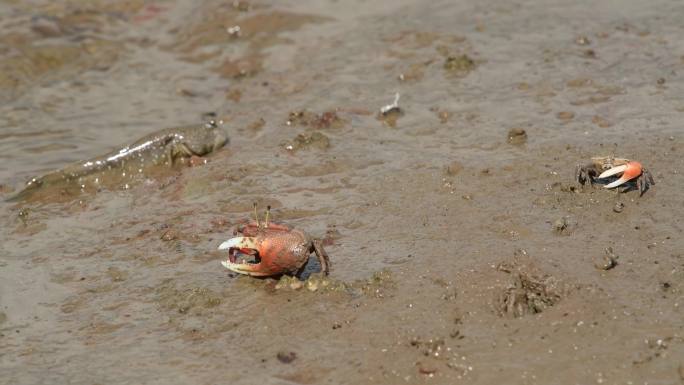滩涂上的招潮蟹