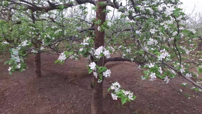 苹果树苹果花苹果园万亩果园果树