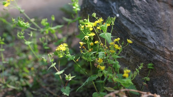 【原创】4k菊科孔雀草万寿菊