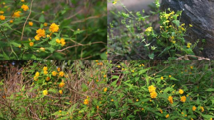 【原创】4k菊科孔雀草万寿菊