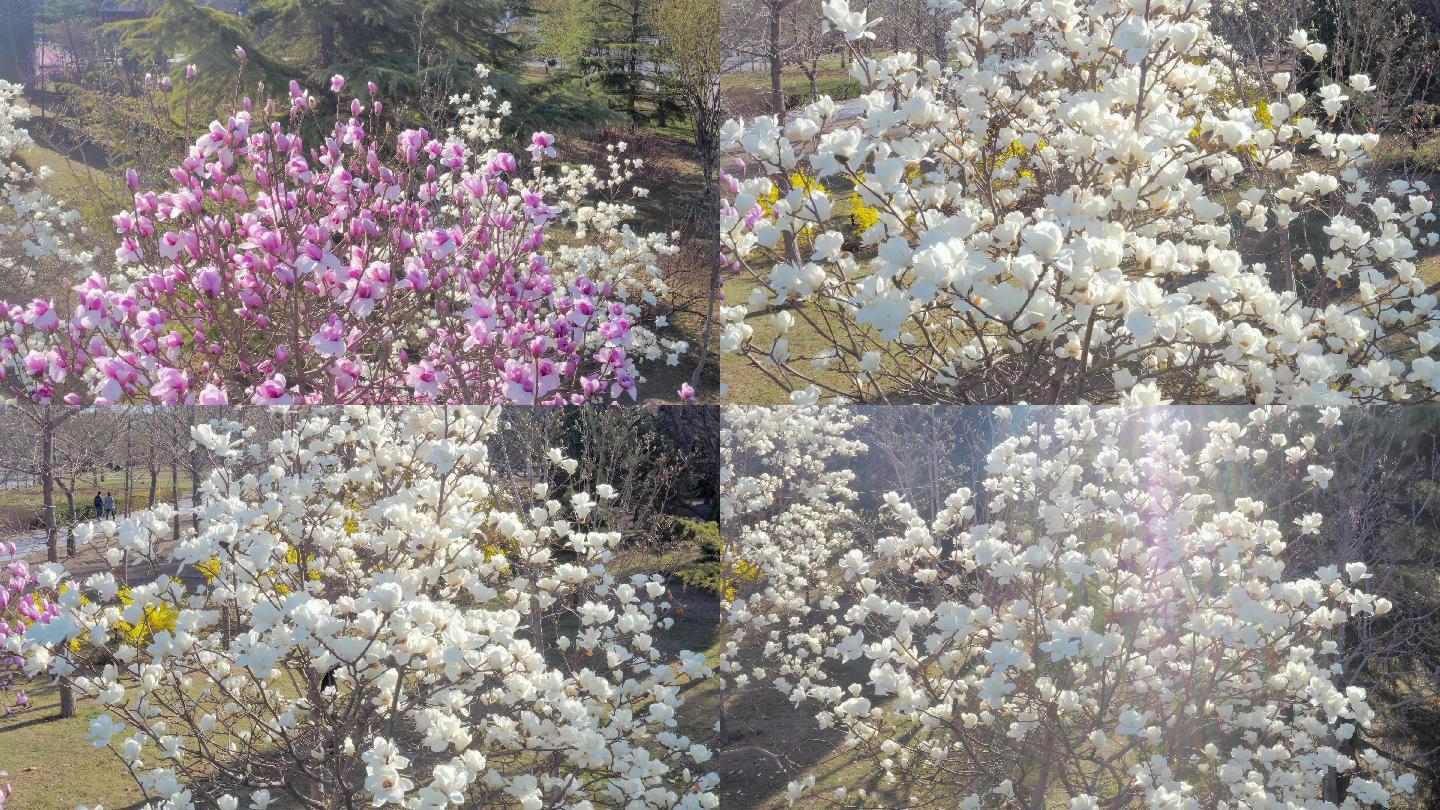 【原创】4K·美丽的玉兰花