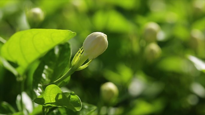 茉莉花