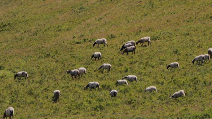 高原草原上的奔跑的羊群S