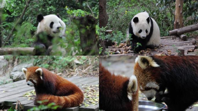四川成都大熊猫小熊猫吃竹笋睡觉吃饭实拍