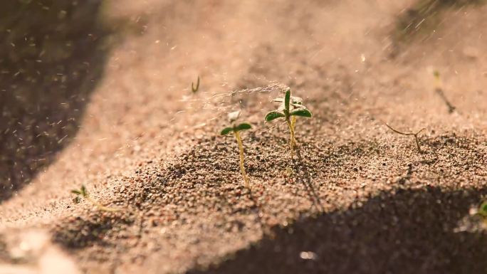 沙漠中的绿苗沙漠绿化顽强生命逆境生长