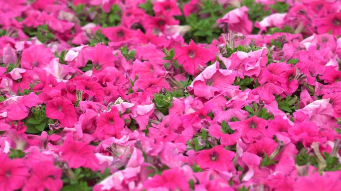 【原创】4k花卉红花粉色花朵植物
