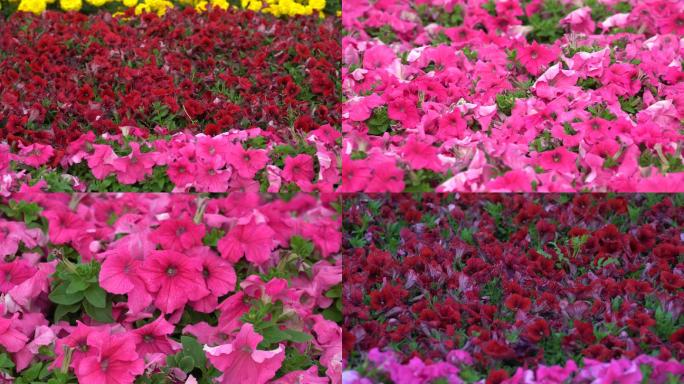【原创】4k花卉红花粉色花朵植物