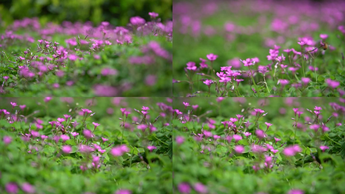 紫色小花及小花上飞舞的蜜蜂
