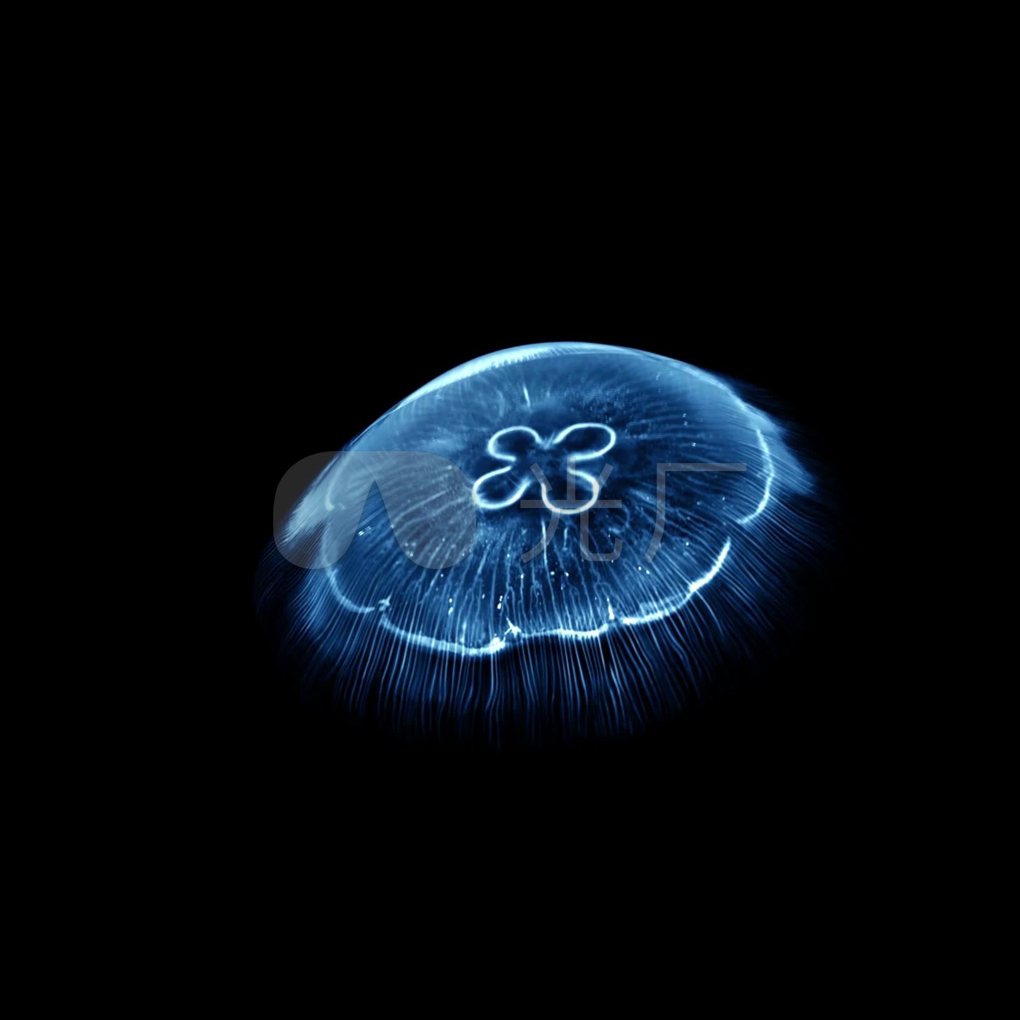 Jellyfish Wallpapers - Top Những Hình Ảnh Đẹp