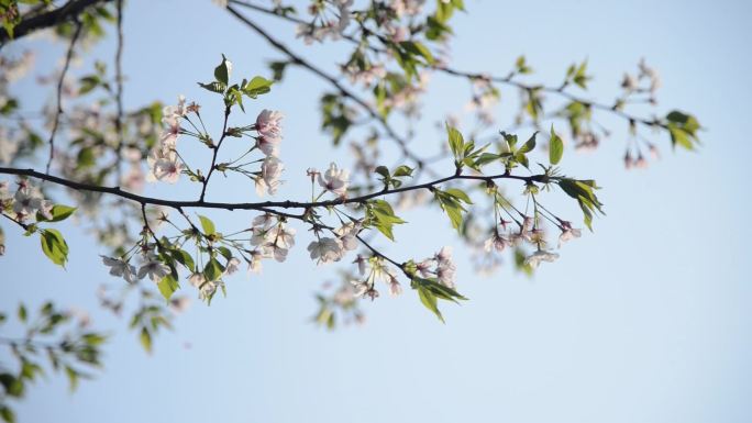 樱花飘落