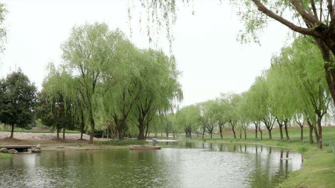 原上海辰山植物园花海植物花朵园丁