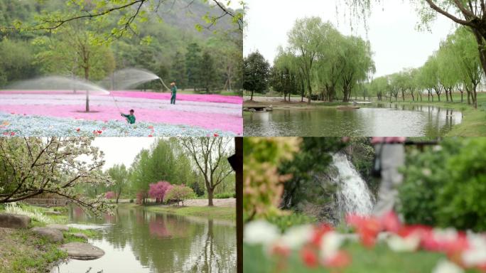 原上海辰山植物园花海植物花朵园丁