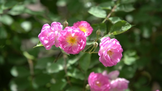 花园里鲜艳的刺梅花及花上蜜蜂