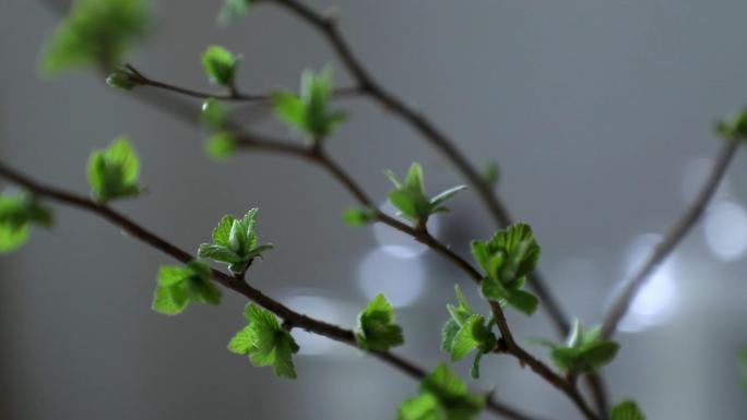 煮茶翻书看书茶具煮茶器煮水茶杯消毒惬意