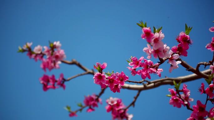 桃花桃园春色游客鸭绿江