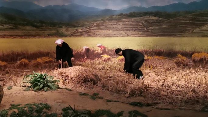 广西收水稻的场景