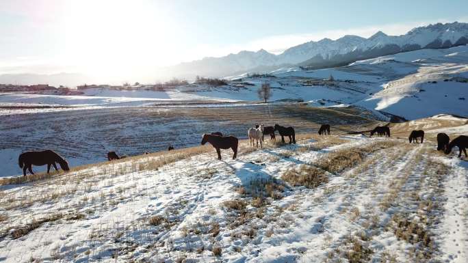 新疆马群冬天江布拉克