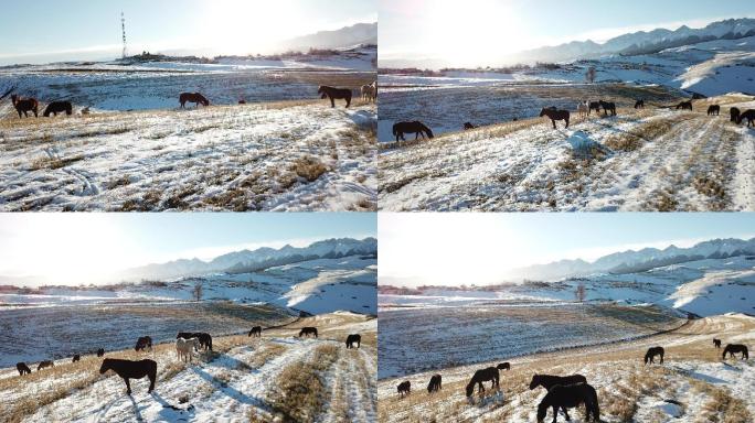 新疆马群冬天江布拉克