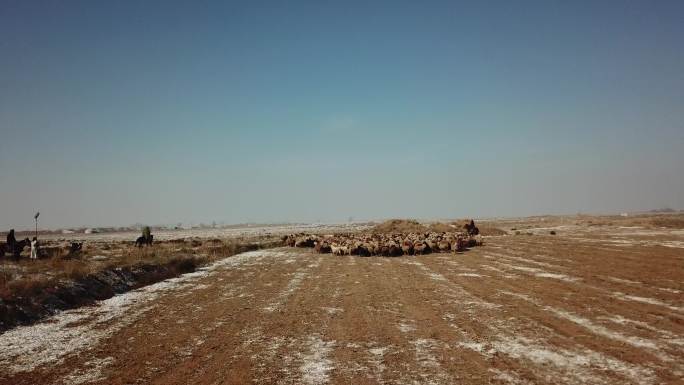 新疆羊群牧民