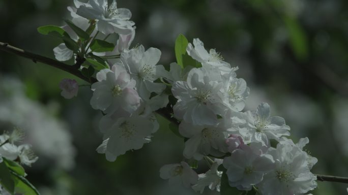 花白色花白色海棠花海棠花绿叶红