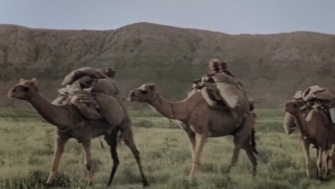 上世纪的骆驼运输工具