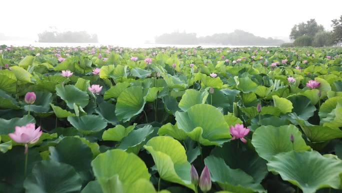 荷花池