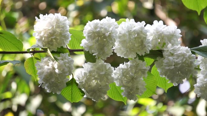 绣球荚蒾、绣球花、粉团花