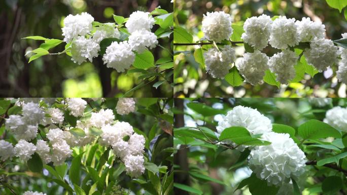 绣球荚蒾、绣球花、粉团花