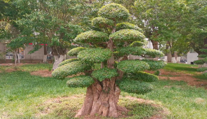 4K景观松树黑松罗汉松