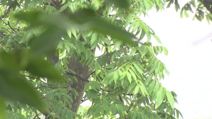 村庄雨中村庄核桃树核桃村庄