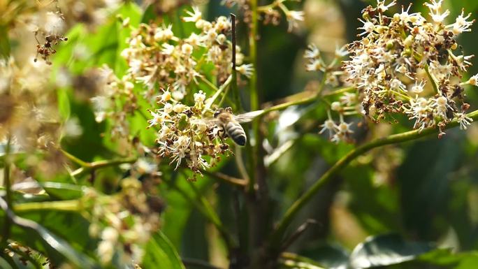 慢镜头蜜蜂采蜜升格