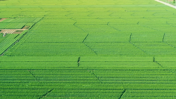 航拍农田农场麦田4K